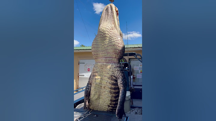 GIANT Gator! #florida #gatorhunting #viral #viralshort #viralvideo #viralshorts #fyp #fypシ