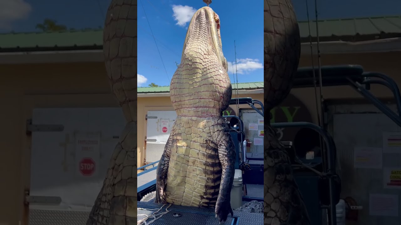 GIANT Gator Florida Gatorhunting Viral Viralshort Viralvideo Viralshorts Fyp 