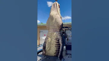GIANT Gator Florida Gatorhunting Viral Viralshort Viralvideo Viralshorts Fyp Fypシ 