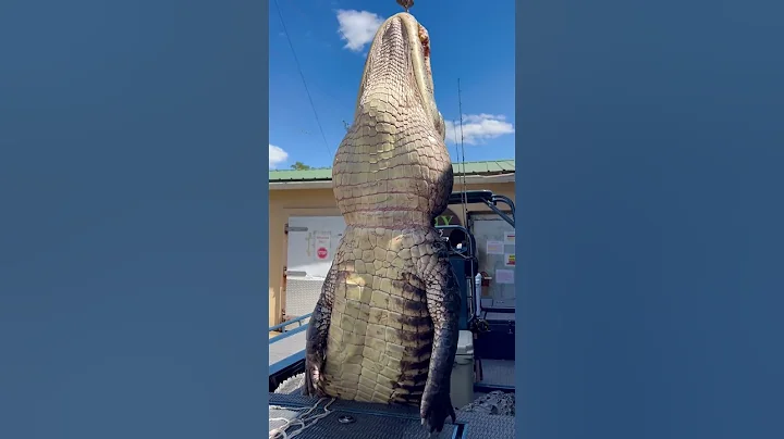 GIANT Gator! #florida #gatorhunting #viral #viralshort #viralvideo #viralshorts #fyp #fypシ
