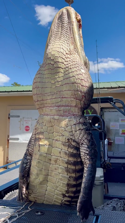 GIANT Gator! #florida #gatorhunting #viral #viralshort #viralvideo #viralshorts #fyp #fypシ
