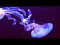 The beautiful World of Jellyfish -  Pure Relaxation