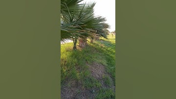سورة الفاتحة برواية خلف عن حمزة