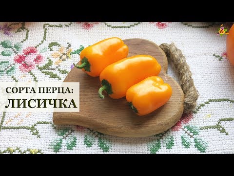 Перец Лисичка Характеристика И Описание Фото Перец Лисичка Характеристика И Описание Фото