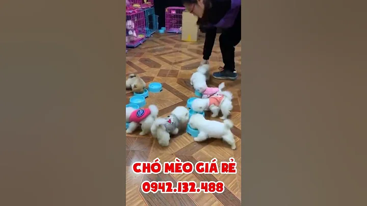 Phốc sóc 1 đàn - mọi người tha hồ lựa chọn nhé (2 triệu / em) 0942132488 CHÓ MÈO CẢNH GIÁ RẺ #Shorts
