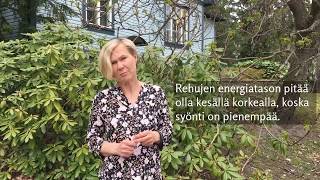 Lehmien Kesäruokinta