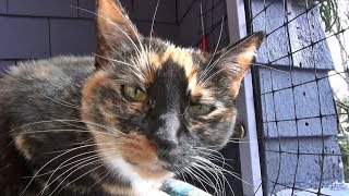 The Kits Cats - Vlog #9