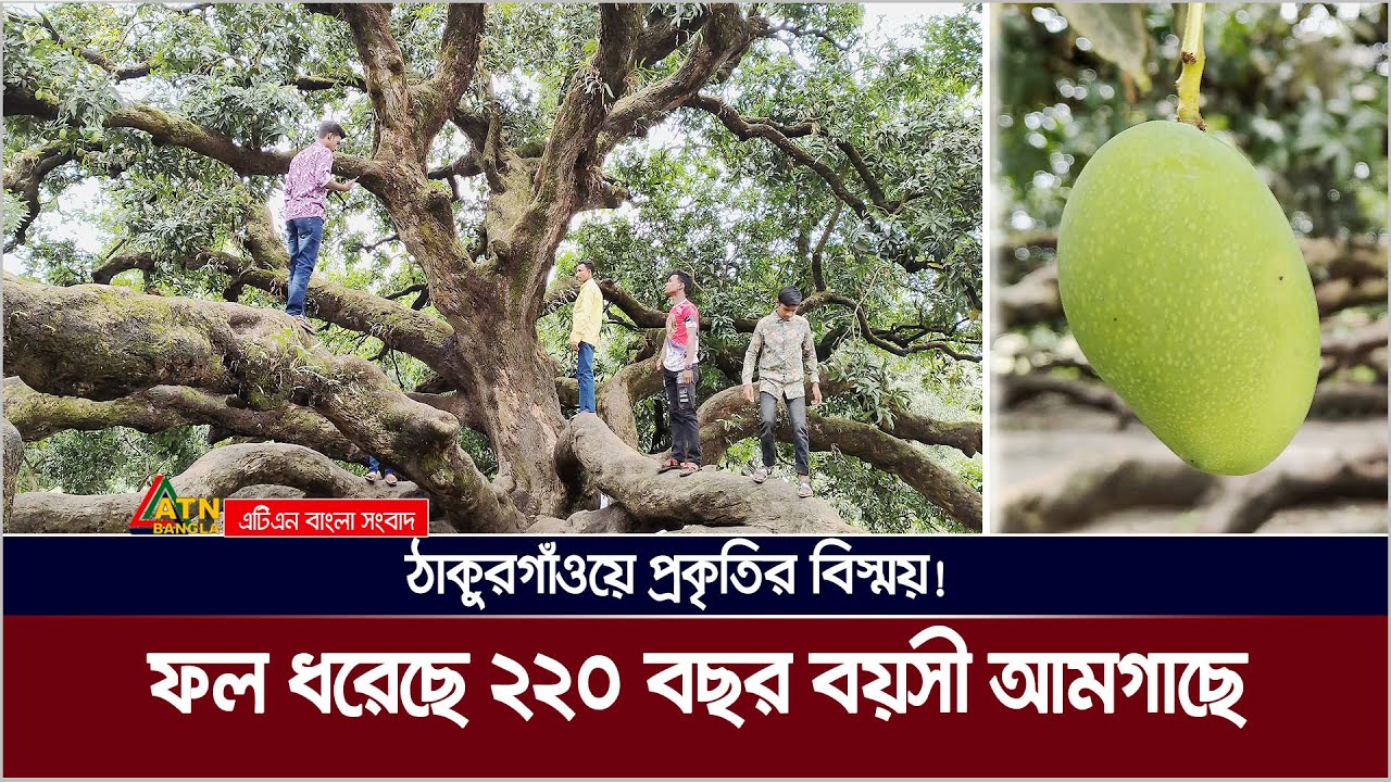 Wonders of nature in Thakurgaon 220 year old Suryapuri mango tree is bearing fruit ATN Bangla News