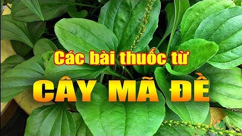 ĐIỆN BIÊN - Các bài thuốc từ cây mã đề | Vị thuốc quanh ta