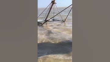 Nghề Cào Chằng Chằng trên Làng Biển Quê Hương / short