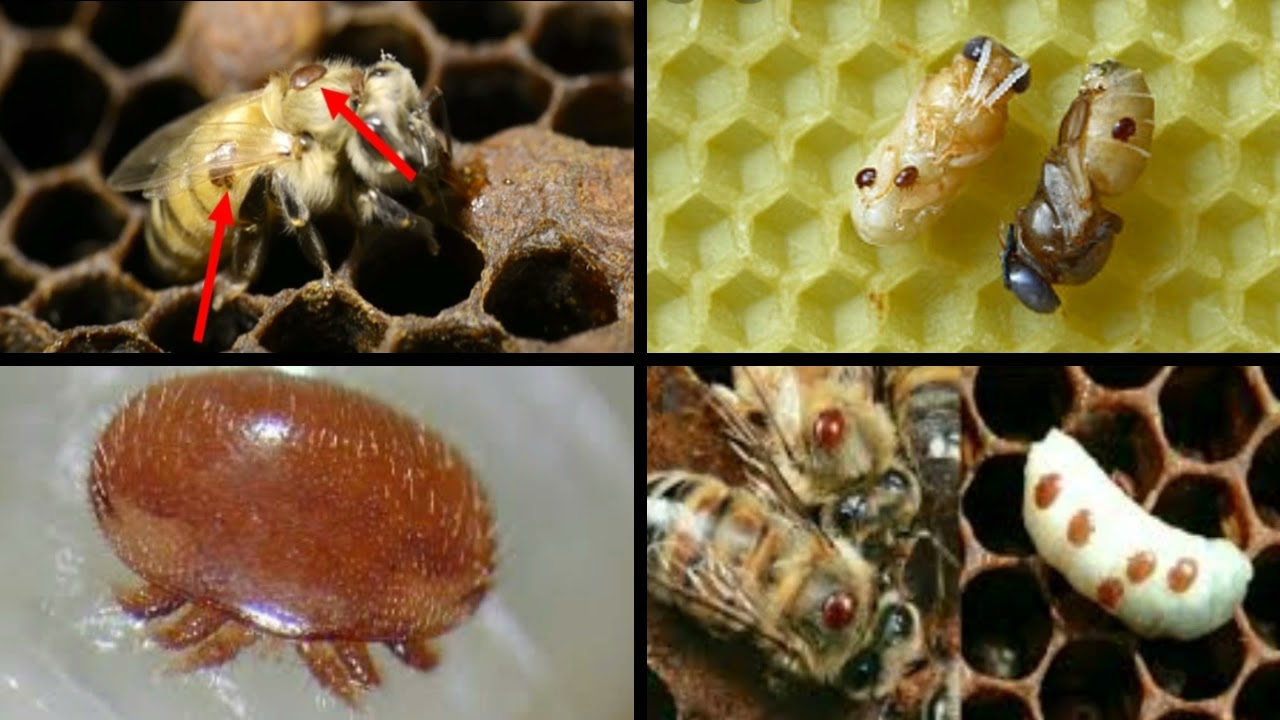 امراض النحل وبدائل علاجية طبيعية لمكافحة امراض النحل
