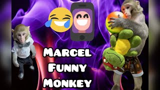Marcel funny monkey life style 😜😍 skin care therapy