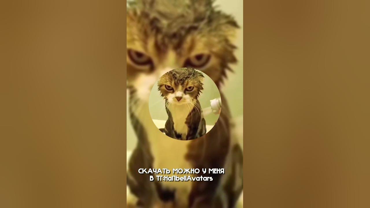 🔥Все авы можно скачать у меня в тг//ссылка в описании🔥. #авы #аватарки ...