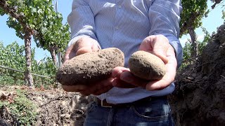 Vinho Chileno da Perez Cruz é terroir e savoir faire em pleno Alto Maipo