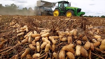 Japan Peanut Growing And Harvesting - Modern Peanut Butter Processing Technology Inside Factory!