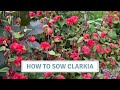How To Sow Clarkia + Godetia / March Seed Starting // Cottoverdi