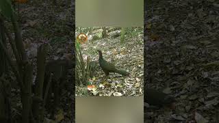 Tatuzinho dando mortal e muitos animais filmados com as câmeras pela mata. #camera #wildlife