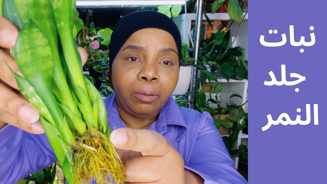 انجح طريقة لتجذير نبات جلد النمر  🪴🌿