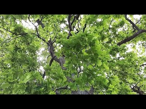 Video: Gyvieji medžiai. Reikšmė gamtoje ir žmogaus gyvenime