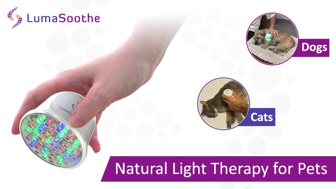 What is Light Therapy for Pets? - YouTube