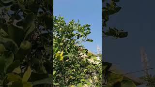 إنتاج ثمار برتقال أبو صرّة في البحرين البحرين الخليج_العربي زراعة agriculture