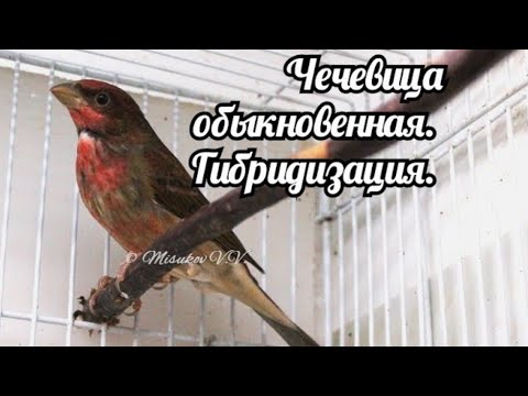 Чечевица обыкновенная. Гибридизация.