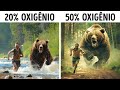 E se o oxigênio da Terra estivesse em 50%? + Outros &quot;e se&quot; alucinantes!