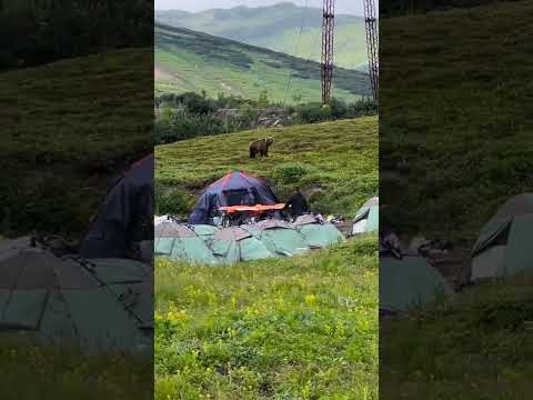 Мужик прогоняет медведя на Камчатке.Того 🐻,который рвал палатки ради мусора, не вывезенного вовремя