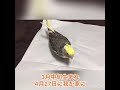 初めまして！オカメインコのコルちゃんです！