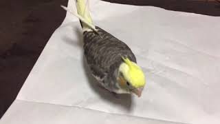 初めまして！オカメインコのコルちゃんです！