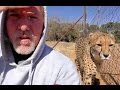 Can You Turn Your Back On Cheetahs?  I Test Ambush Theory With Big Cats & Cubs| Halloween Edition