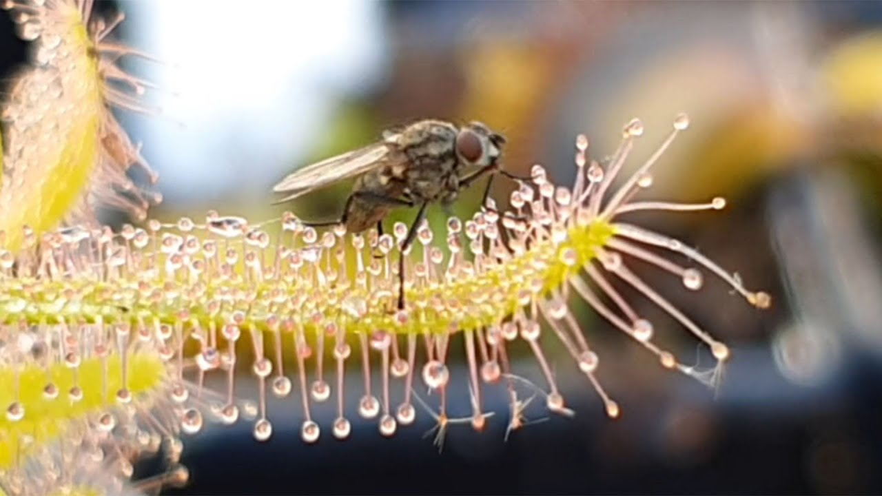 Sticky Sundew Tentacles grab hold of bug (carnivorous plant)