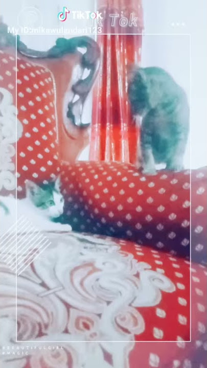 Kucing berkalai