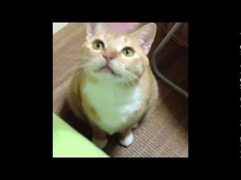 こむぎ猫 夢見るニャンコ　Inside of the dream of a cat