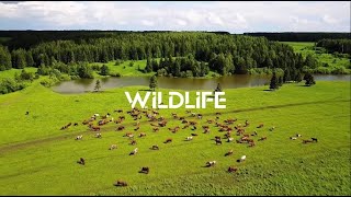 Wildlife (Orchestral Version) My New Epic Song