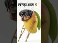 Mango lover🥭🥭😋 #mango #memes #doglove #love #fruit #baby #viral #pets #rottweiler #explore