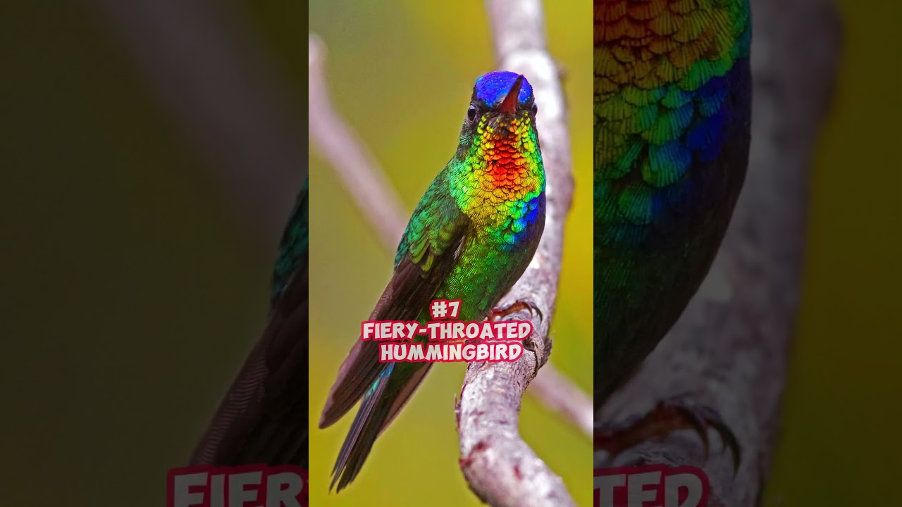 🦚🦜Top 10 Most Colorful Birds In The World!! 🕊️🐦