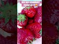 Strawberry strawberry freshfruit fruitshorts