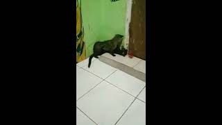Musang Pandan Ekput Musdomhit Bercanda