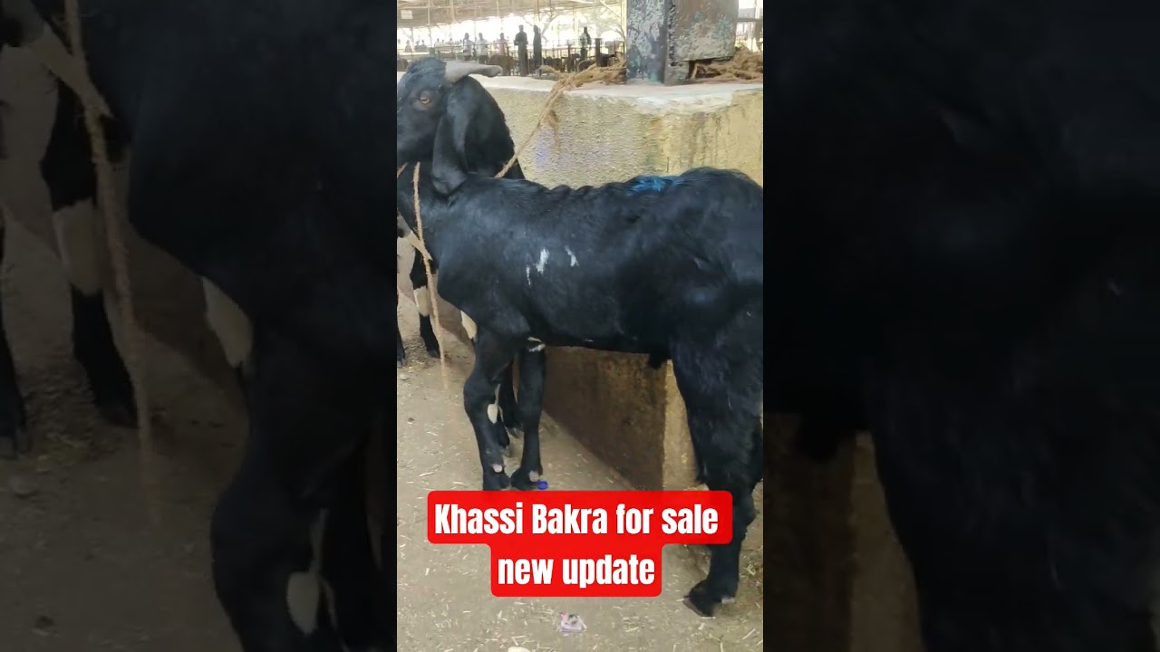 Deonar Bakra Mandi Khassi Bakra for sale new update+91 75069 20154/17/12/2025