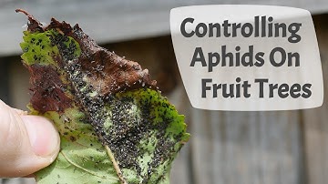How To Control Aphids On Fruit Trees