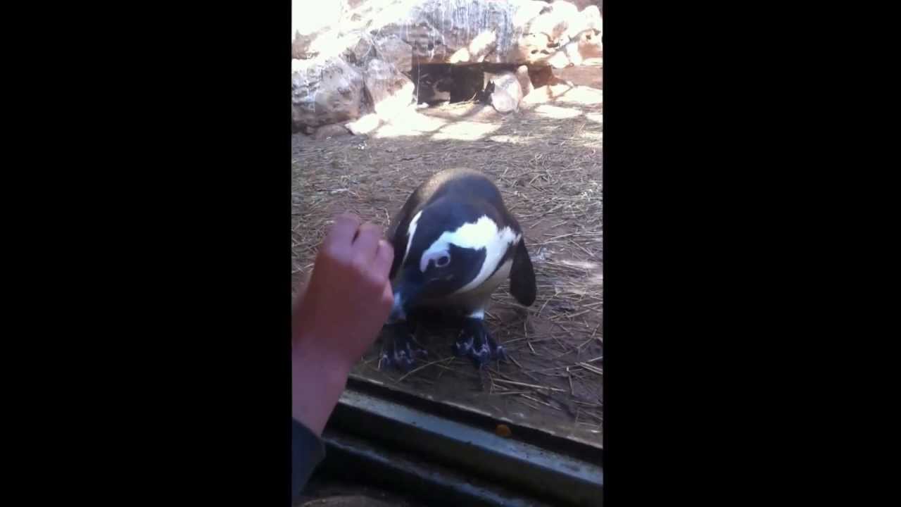 Curious Penguin in funny dance