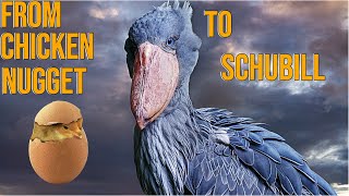 Animalia Survival | From Chicken Nugget to a Adult Schubill