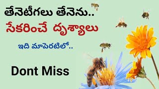 Bees pick the honey from flowers, original honey in my garden, by SRINU LIFE TECH CREATIONS, telugu,