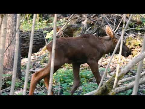 Video: Vai aļņu mazulis?