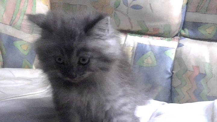 Video 885791: tabby siberian, black maine coon kitten, best breed