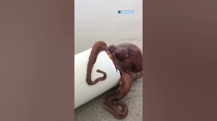 Woman Spends Months Helping An Octopus Protect Her Eggs | The Dodo