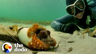 Woman Spends Months Helping An Octopus Protect Her Eggs | The Dodo