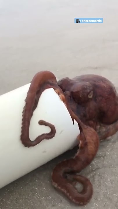 Woman Spends Months Helping An Octopus Protect Her Eggs | The Dodo