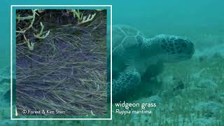 Essential Fish Habitats Series: Seagrass Beds